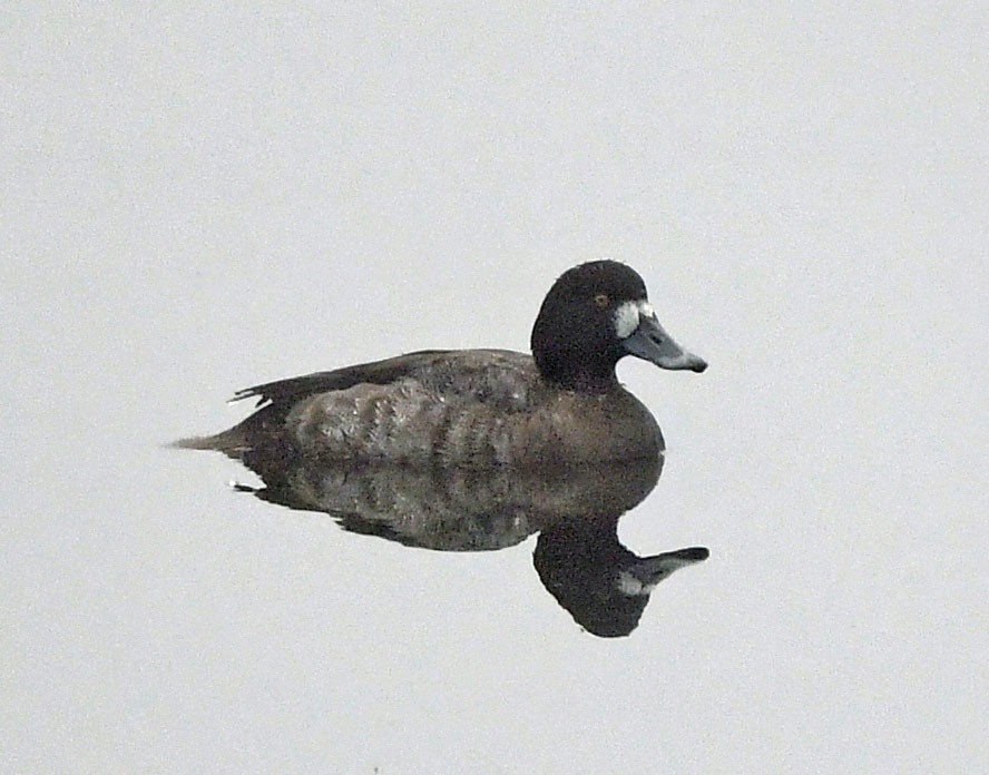 Greater Scaup - ML519644491