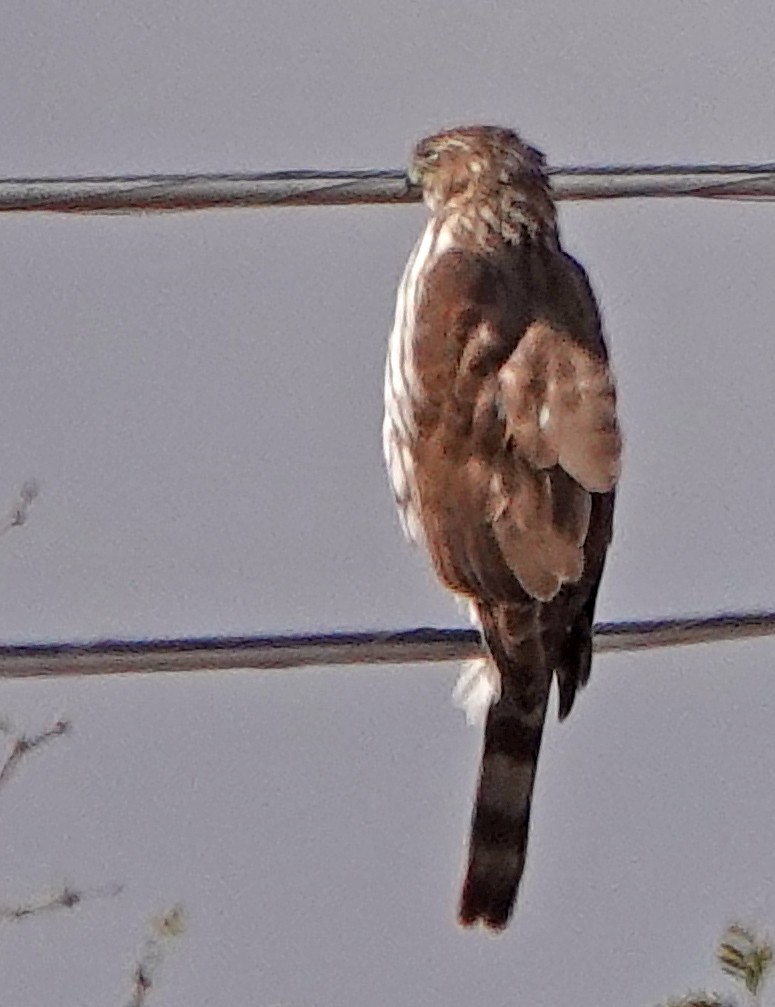 Cooper's Hawk - ML519645521