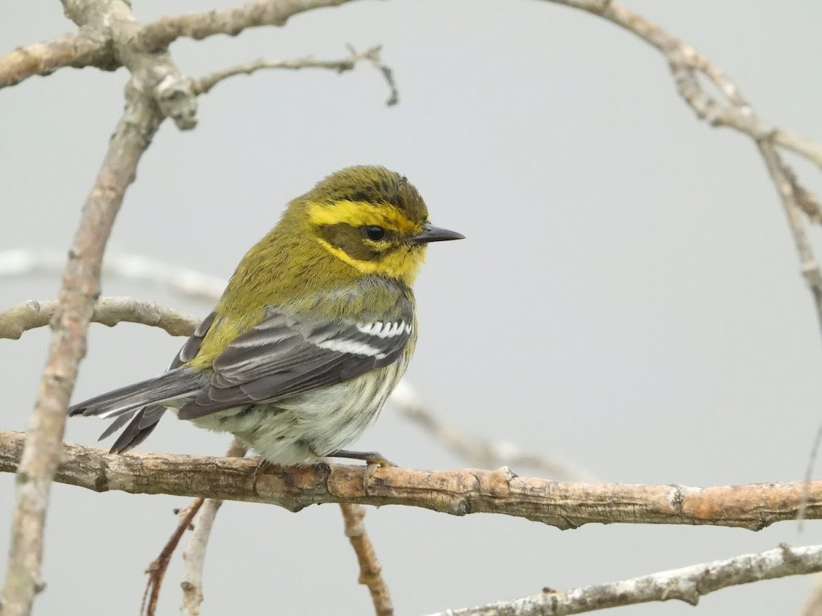Townsend's Warbler - ML519646121