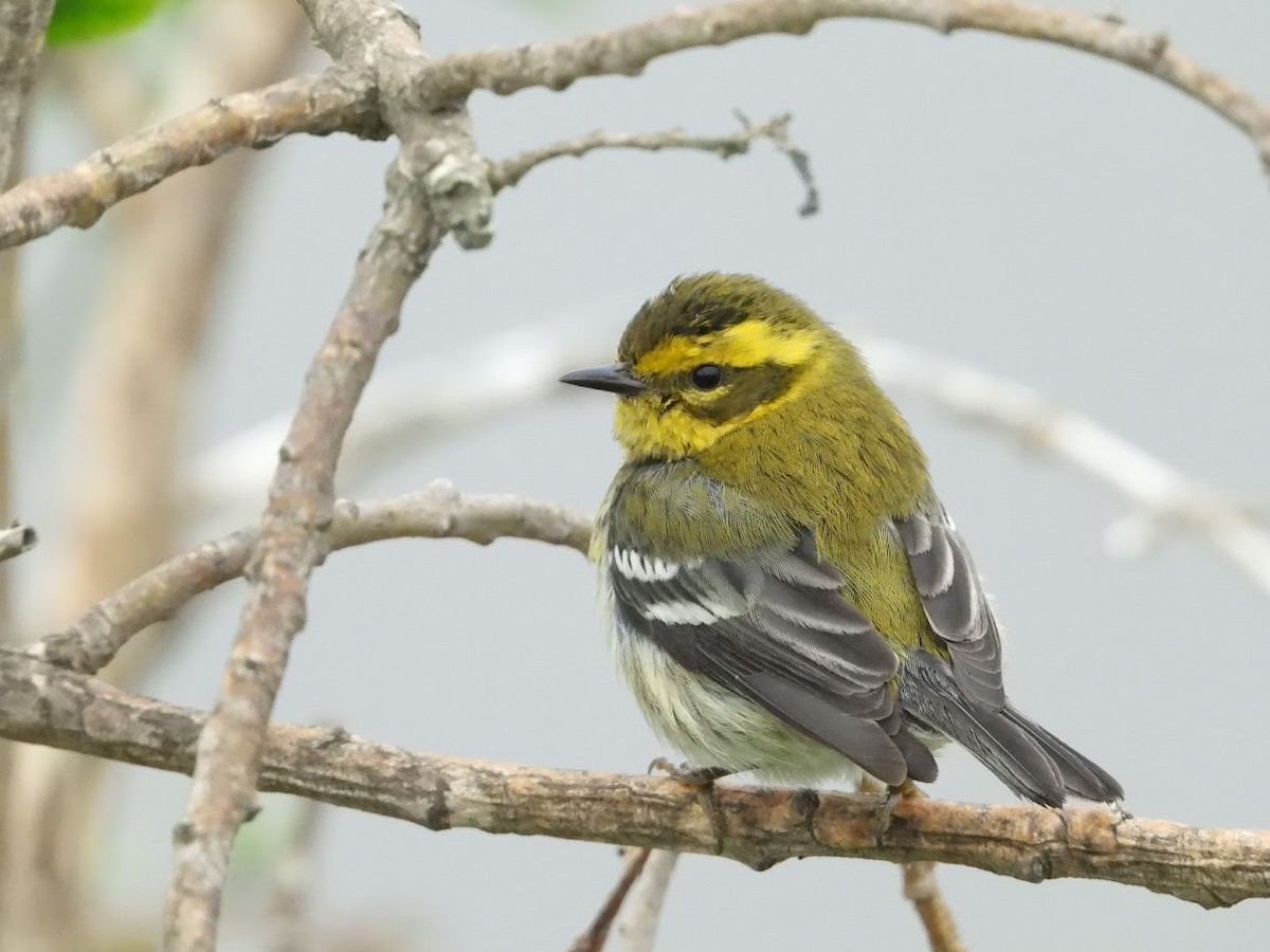 Townsend's Warbler - ML519646181