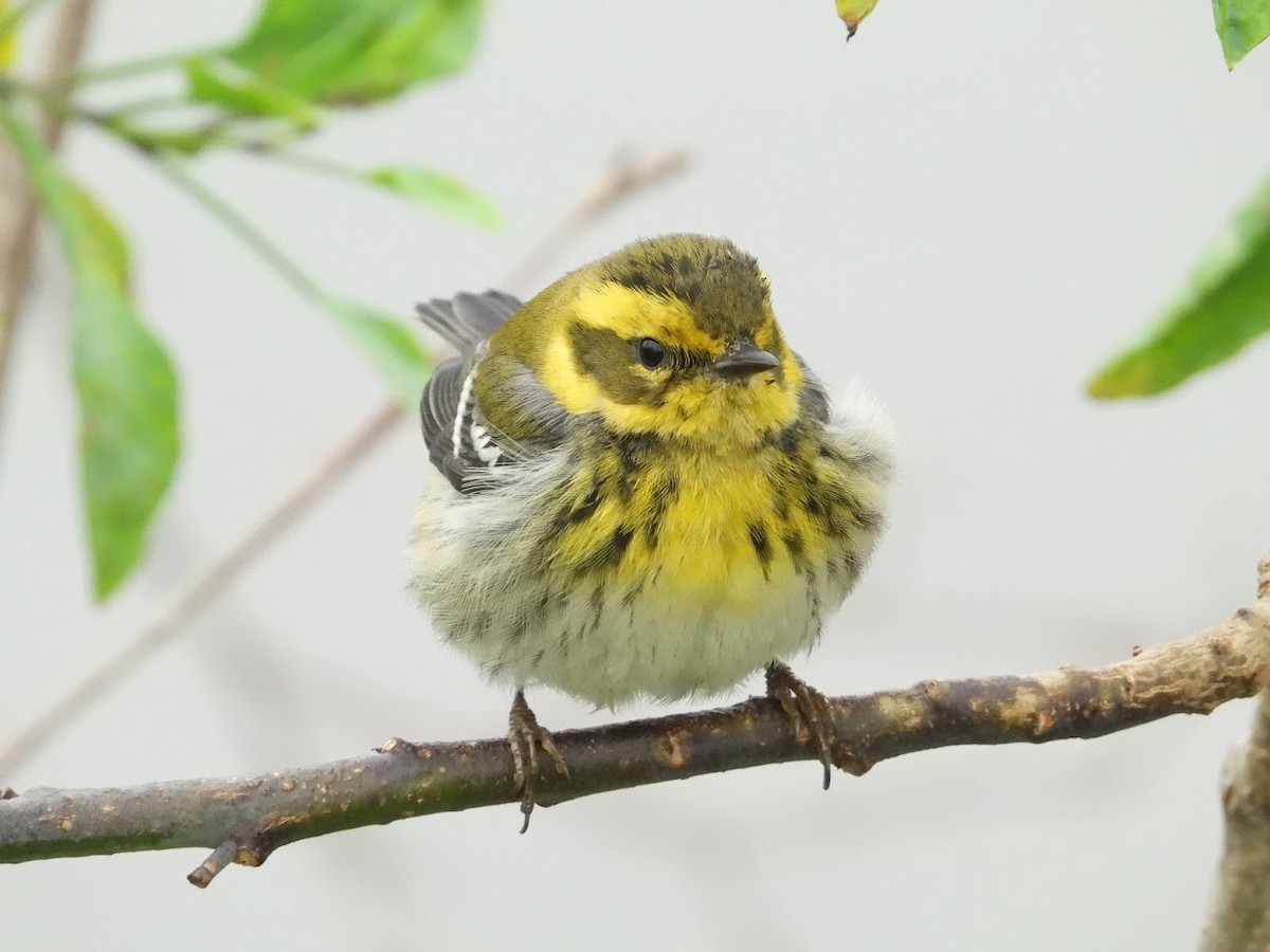 Townsend's Warbler - ML519646221