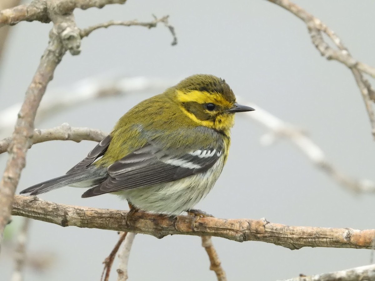 Townsend's Warbler - ML519646561