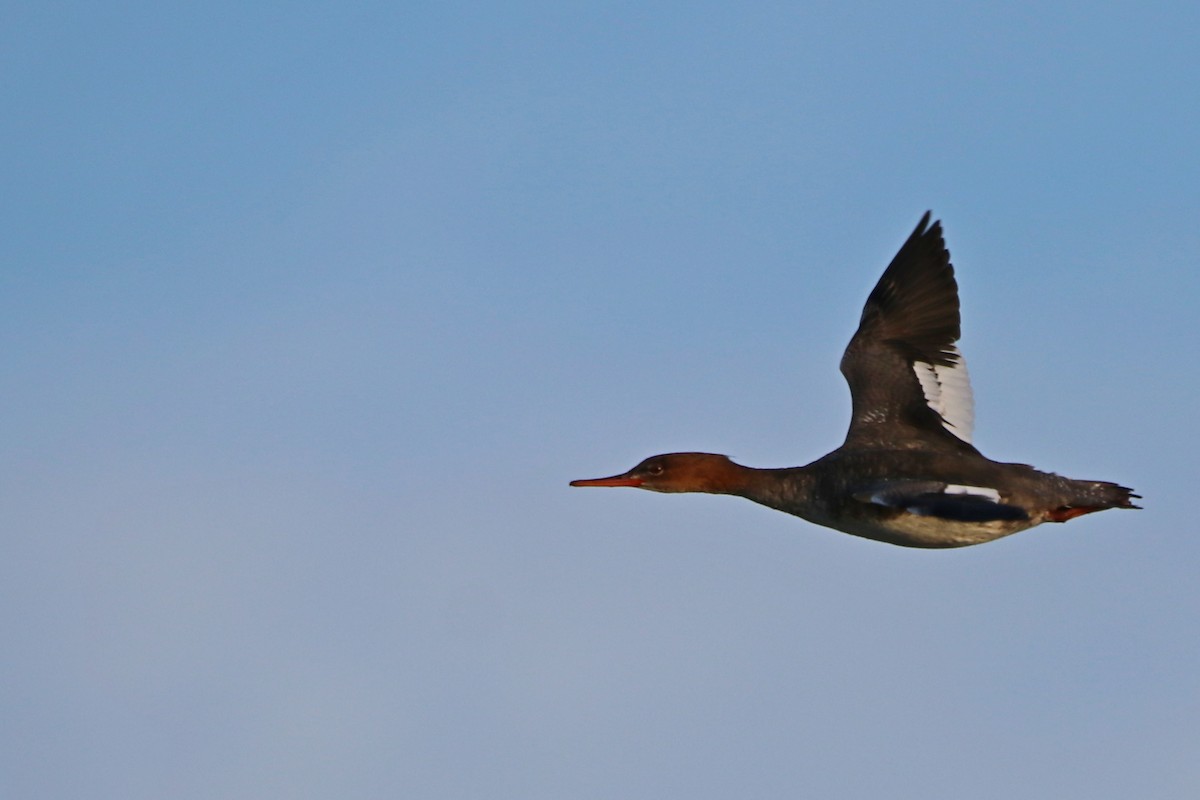 Red-breasted Merganser - ML519646631