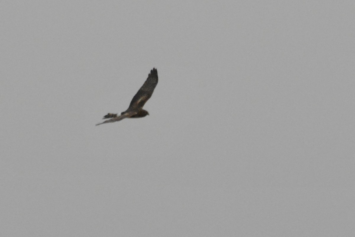 Northern Harrier - ML519646851