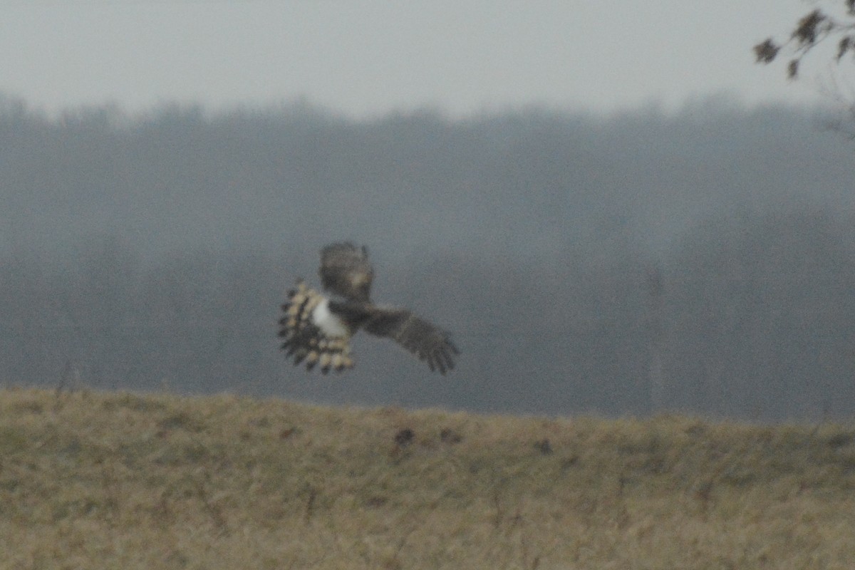 Northern Harrier - ML519646871