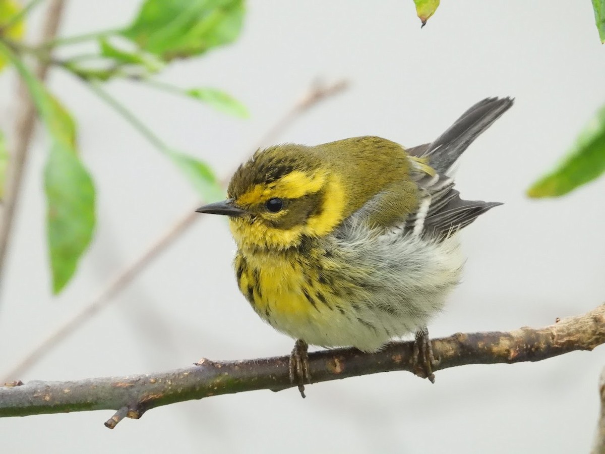 Townsend's Warbler - ML519647191