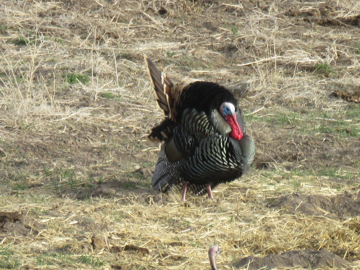 Wild Turkey - Suzi Holt