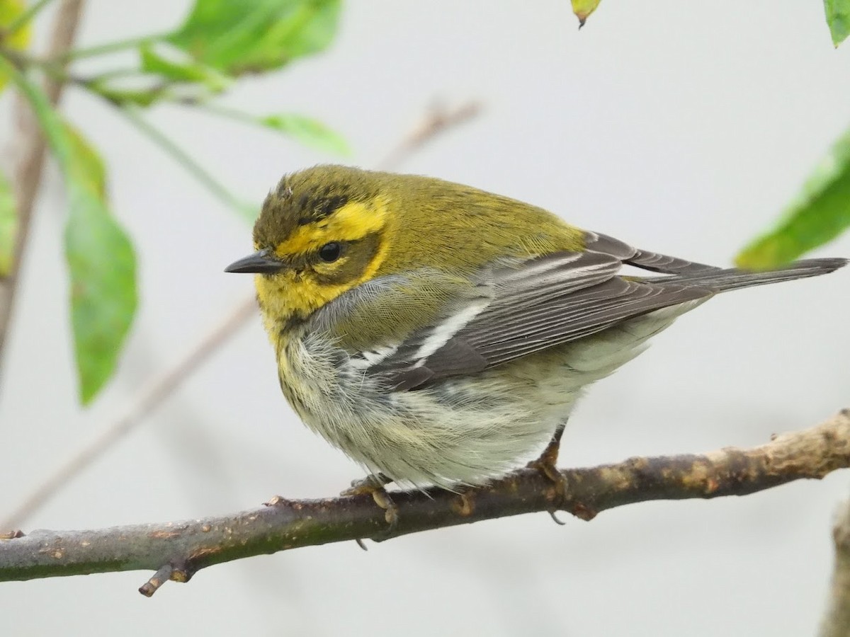 Townsend's Warbler - ML519647261