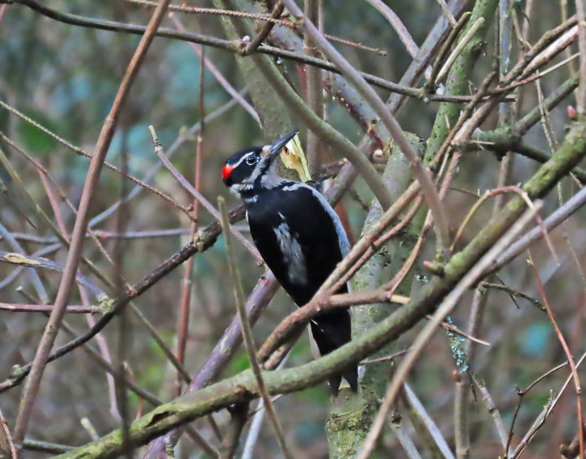Hairy Woodpecker - ML519648191