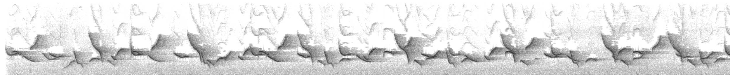 インカマユミソサザイ - ML519648491