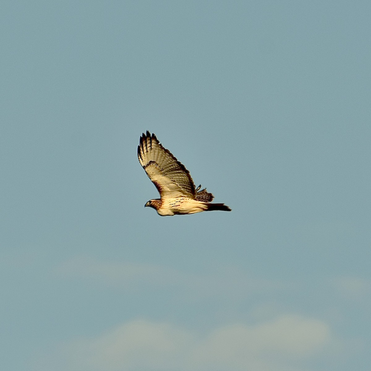 Red-tailed Hawk - ML519648861