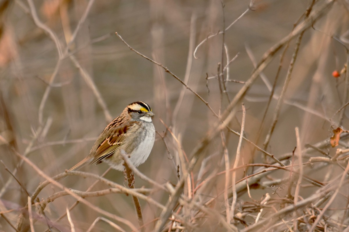 White-throated Sparrow - ML519649231