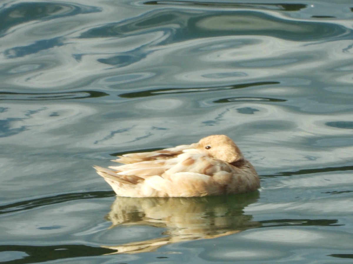 Blue-winged Teal - ML519650141