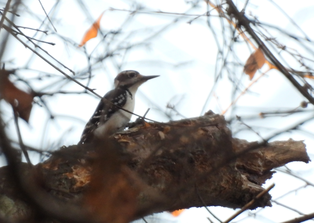 Hairy Woodpecker - ML519650741