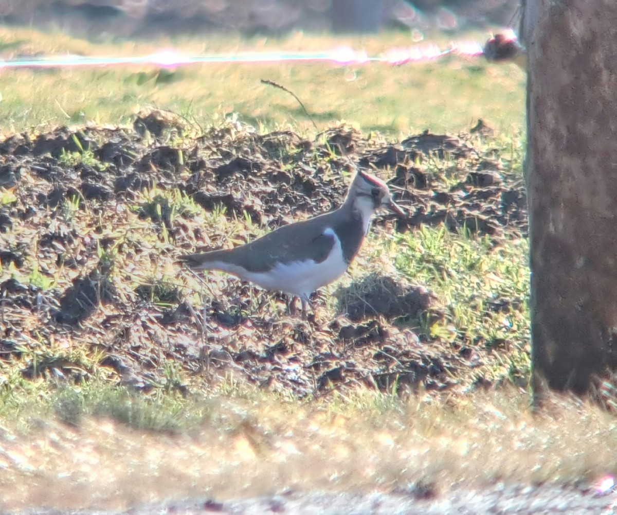 Northern Lapwing - Sean Hatch