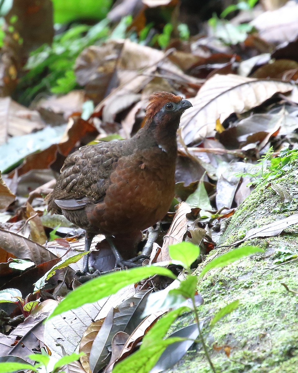 Black-eared Wood-Quail - ML51965361