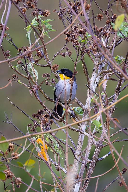 White-naped Brushfinch - ML519654031