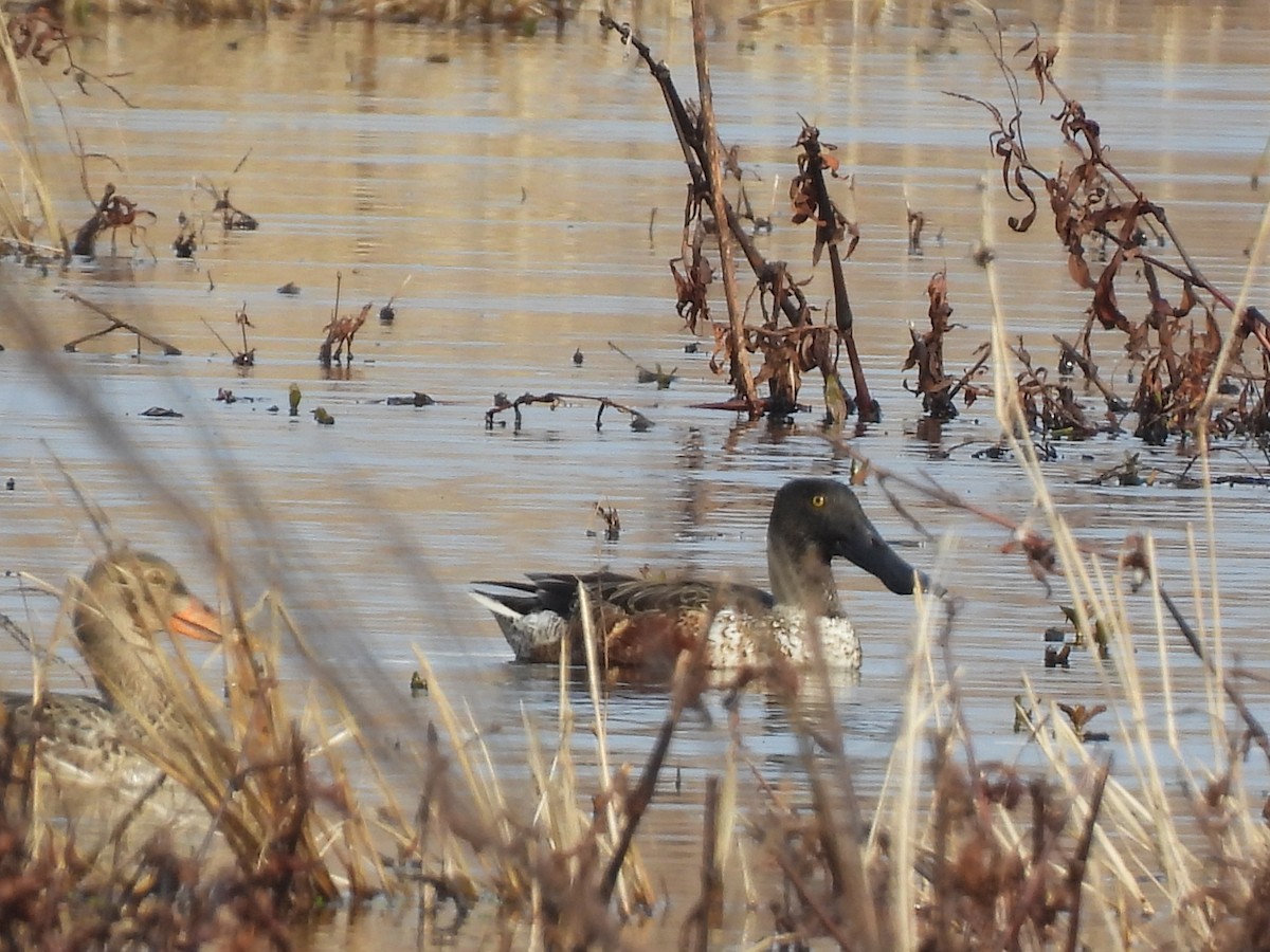 Northern Shoveler - John McMahan