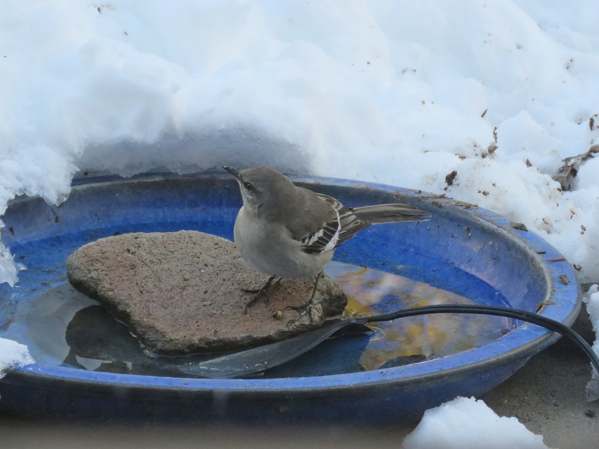 Northern Mockingbird - ML519657111