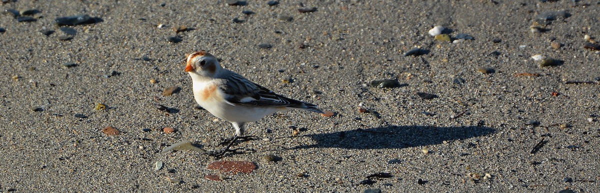 Snow Bunting - ML519657381