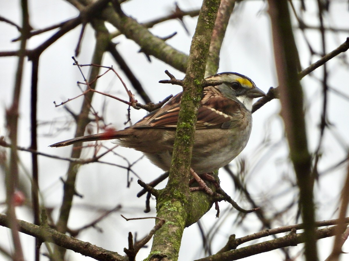 White-throated Sparrow - ML519657511