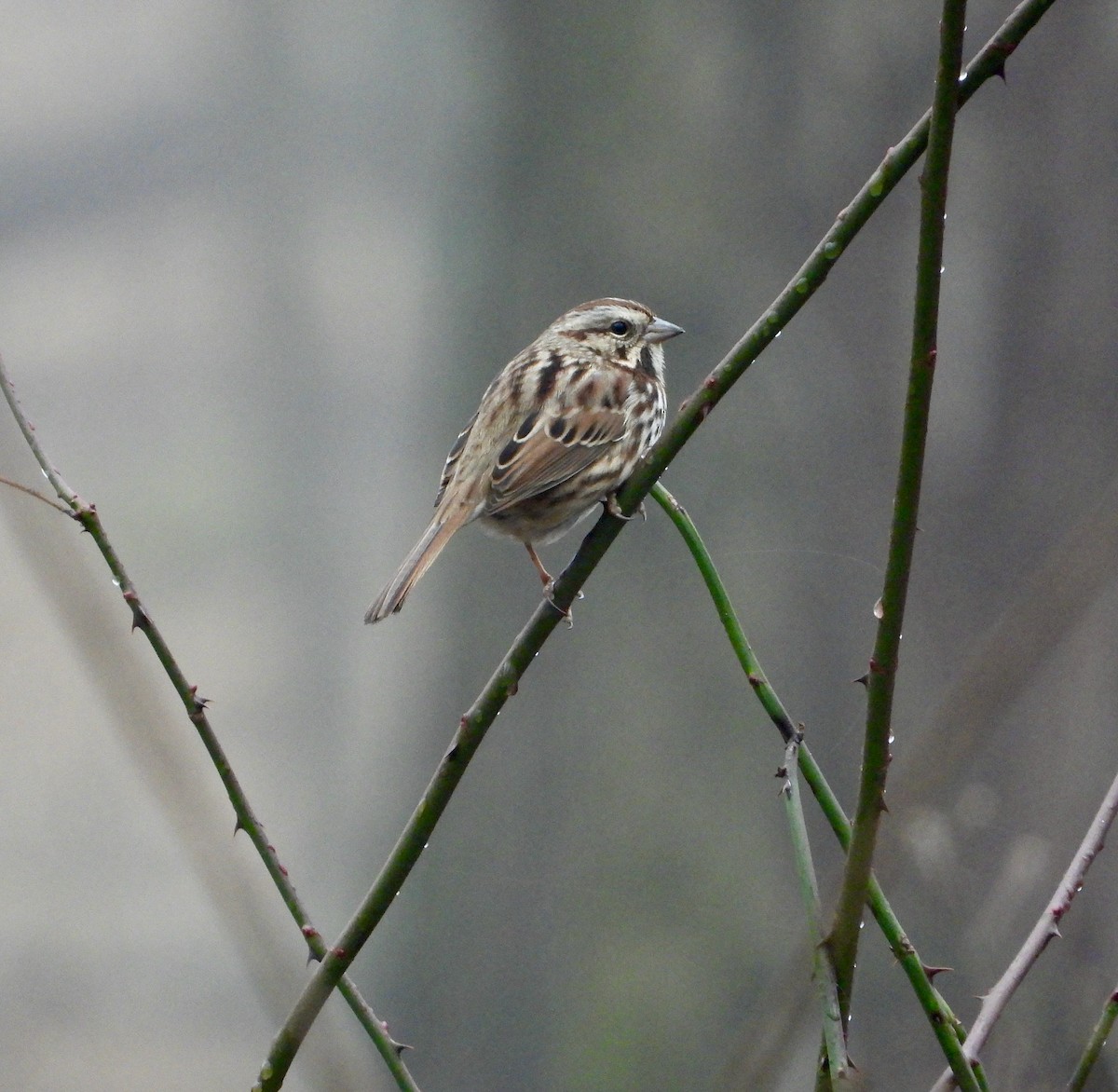 Song Sparrow - ML519657551