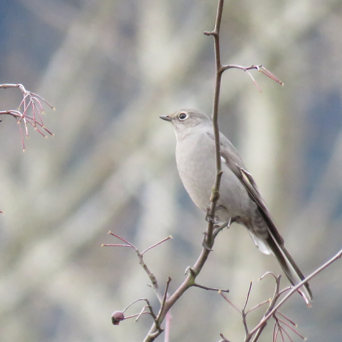 Townsend's Solitaire - ML519657791