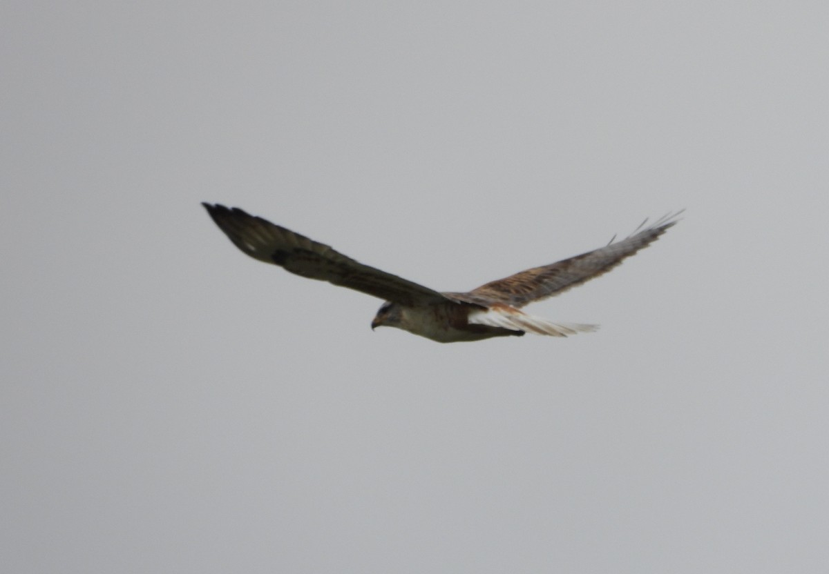 Ferruginous Hawk - ML519658601