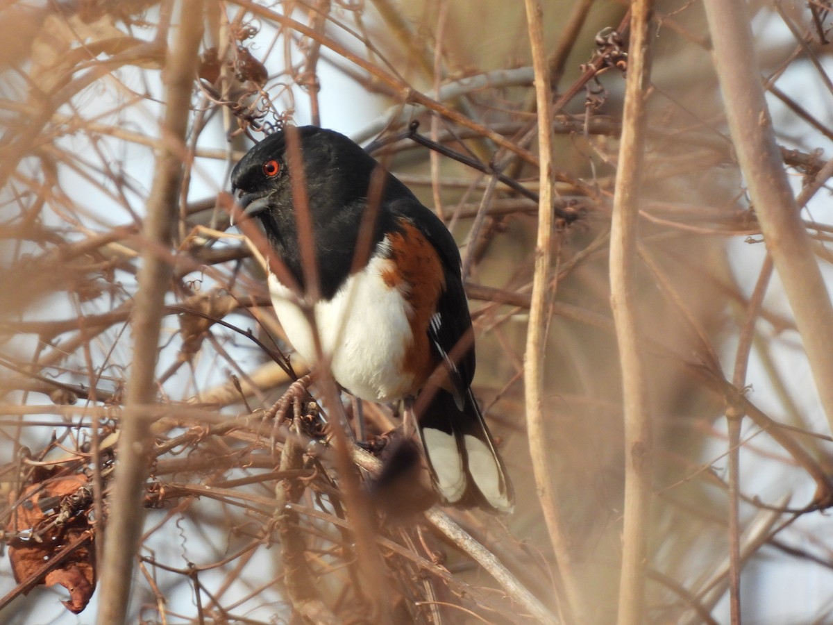 Eastern Towhee - ML519658691