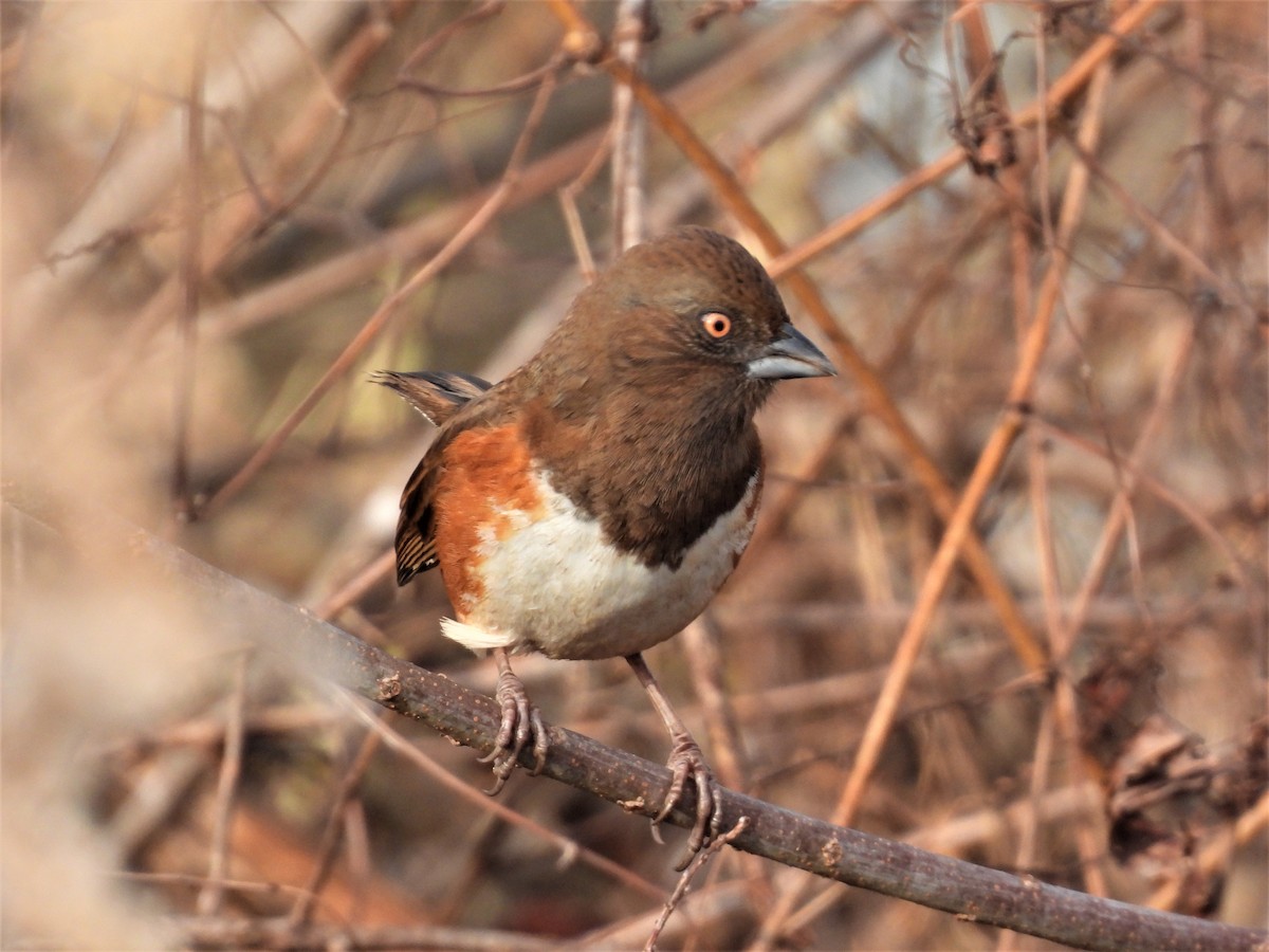 Eastern Towhee - ML519658731