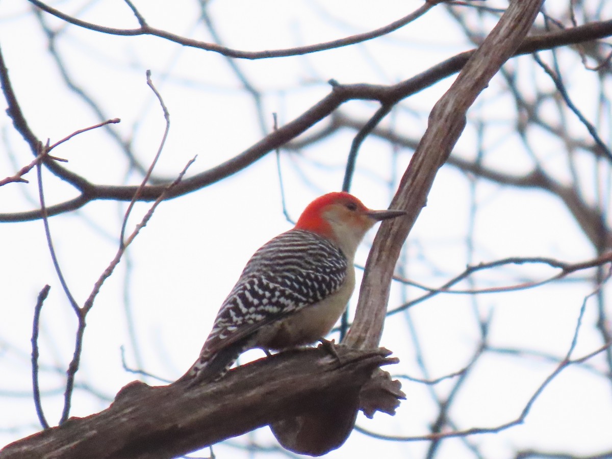 Red-bellied Woodpecker - ML519660551