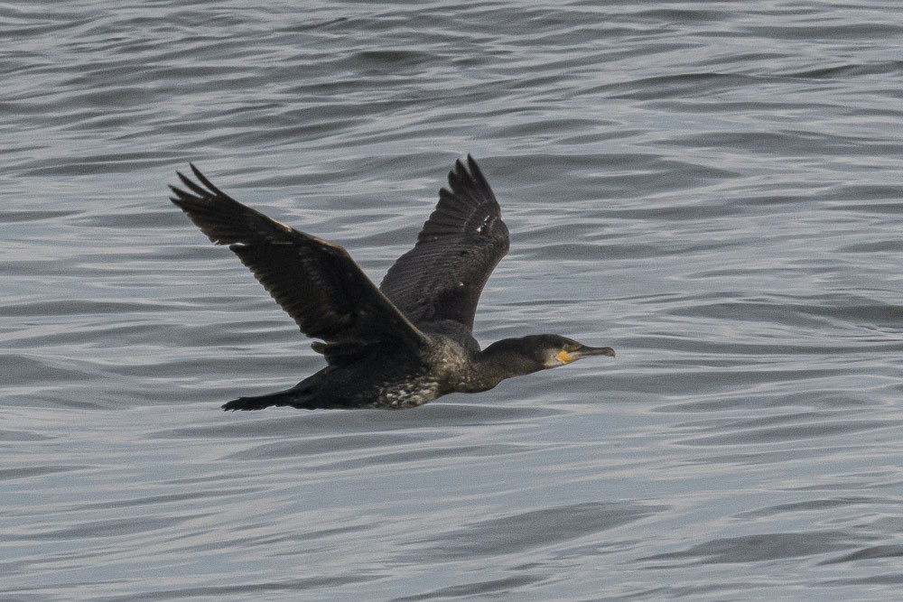 Great Cormorant - ML519661861