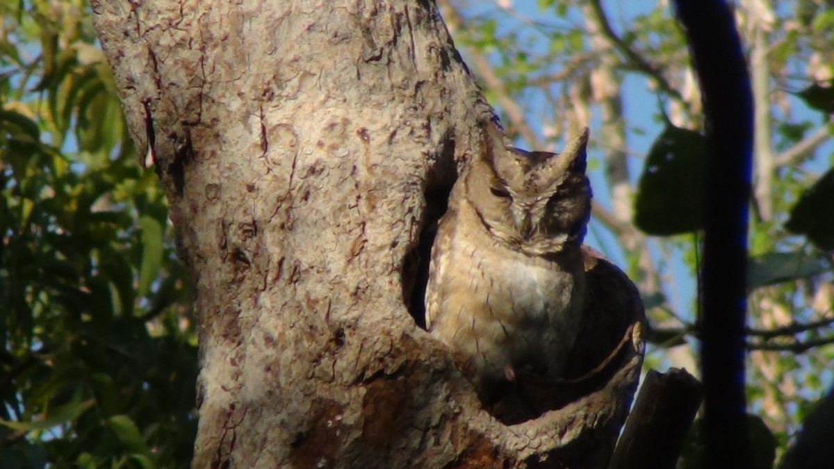 Indian Scops-Owl - Christopher Rustay