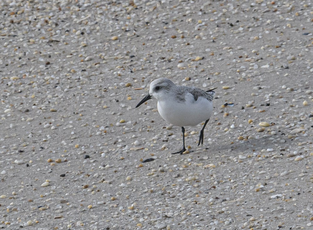 Bécasseau sanderling - ML519662061