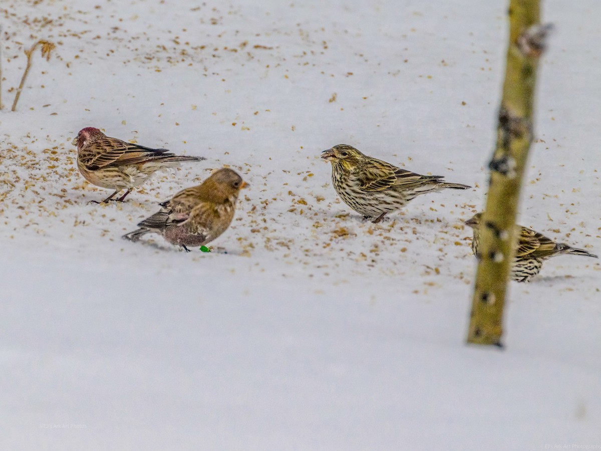 Brown-capped Rosy-Finch - ML519663991