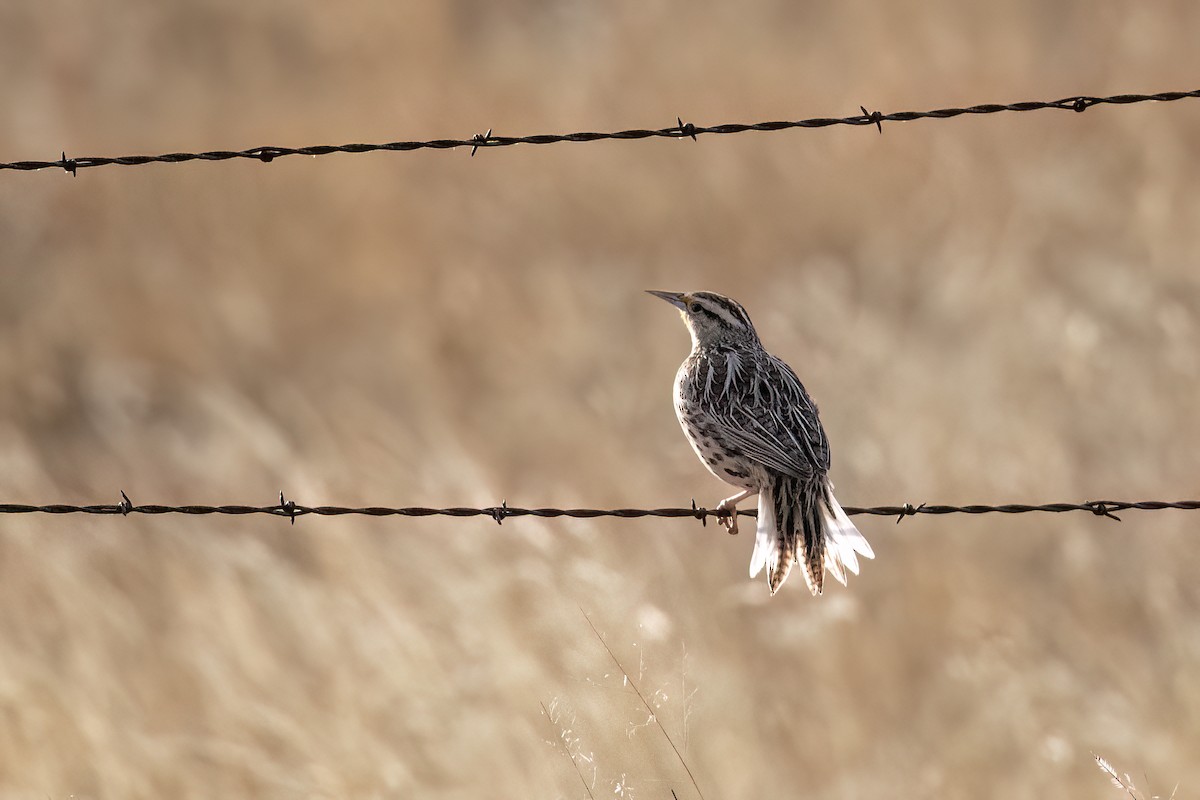 Western Meadowlark - ML519665481