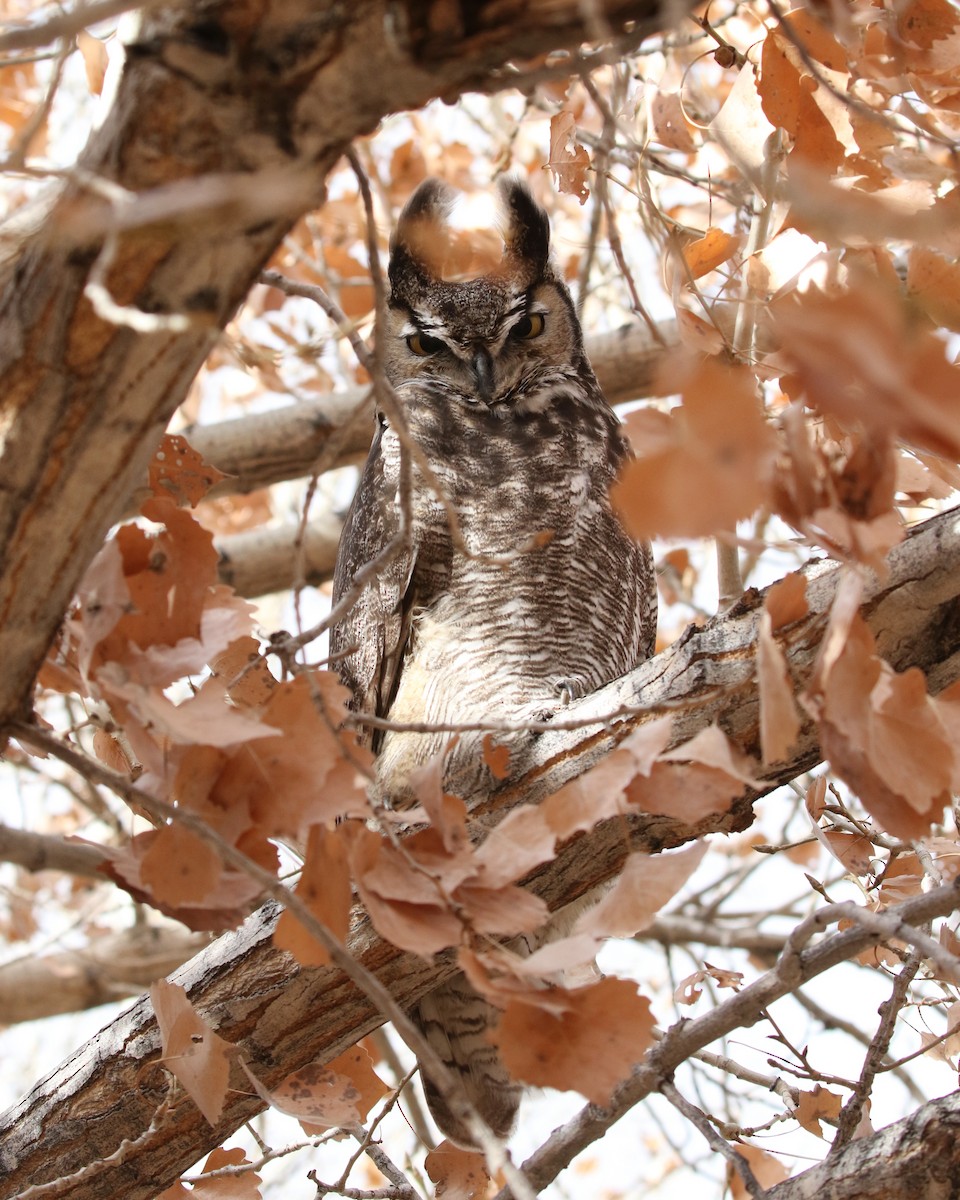 Great Horned Owl - ML519665951