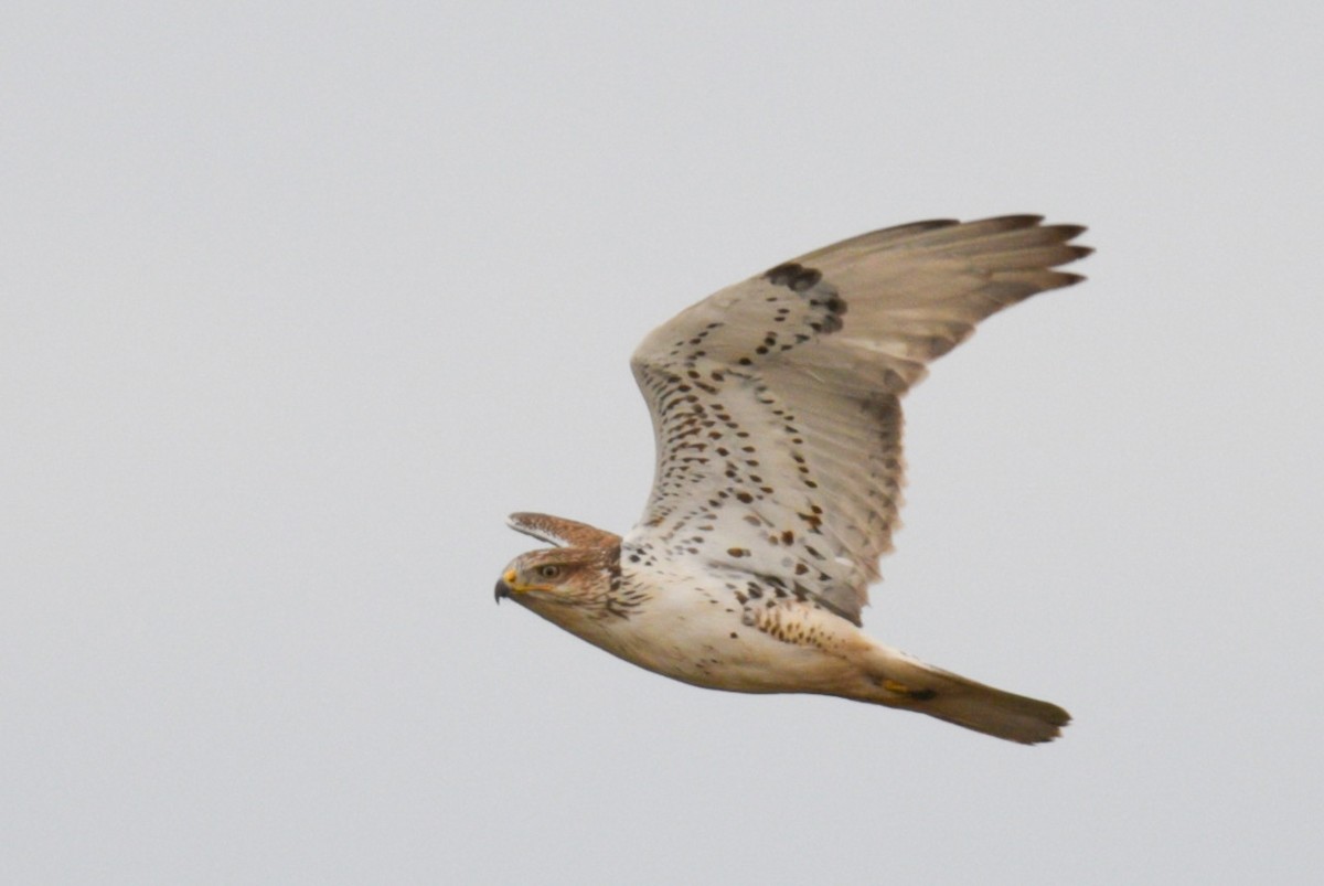 Ferruginous Hawk - Max Brodie