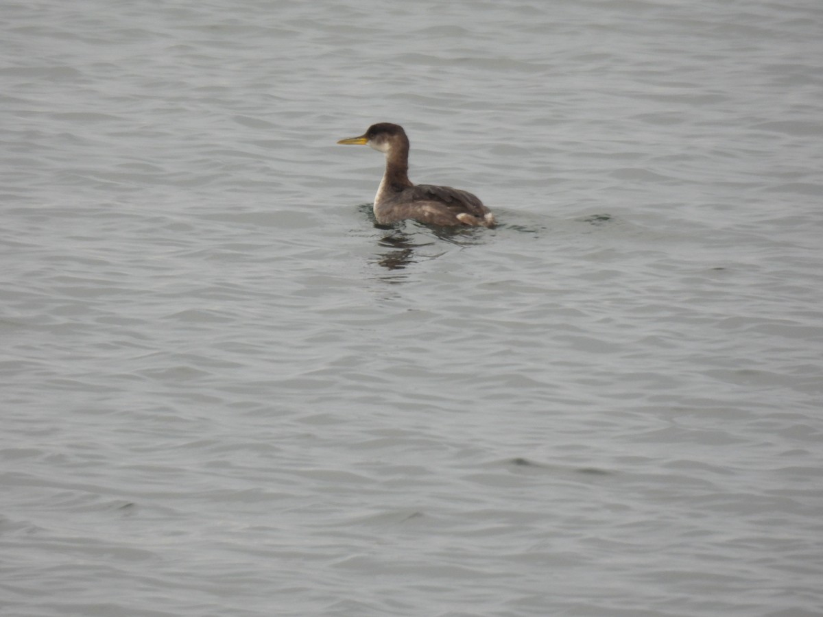 Red-necked Grebe - ML519667301