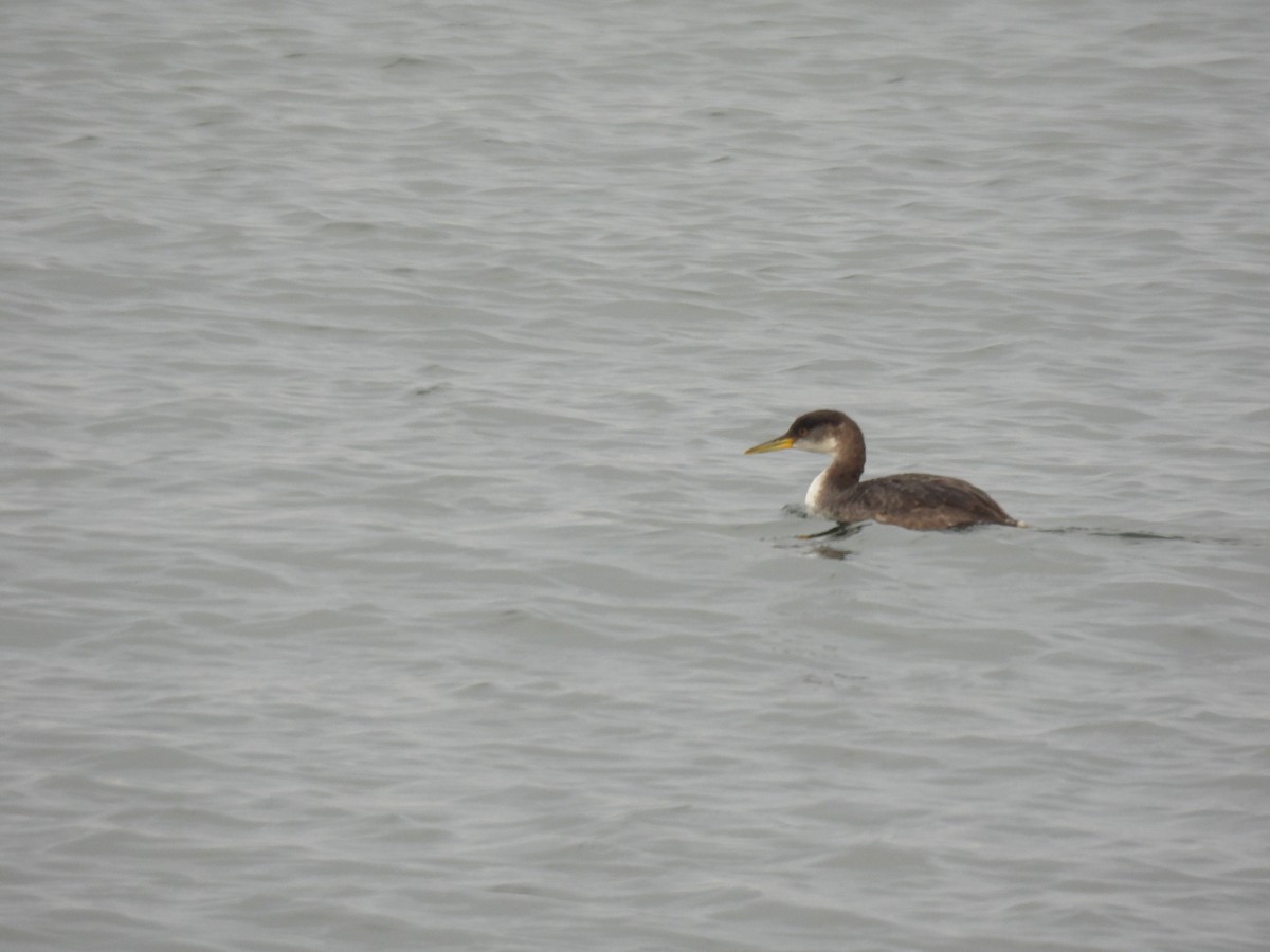 Red-necked Grebe - ML519667311