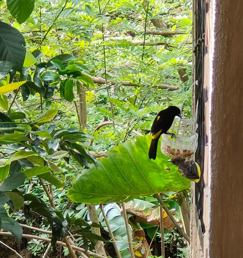 Flame-rumped Tanager - ML519667581