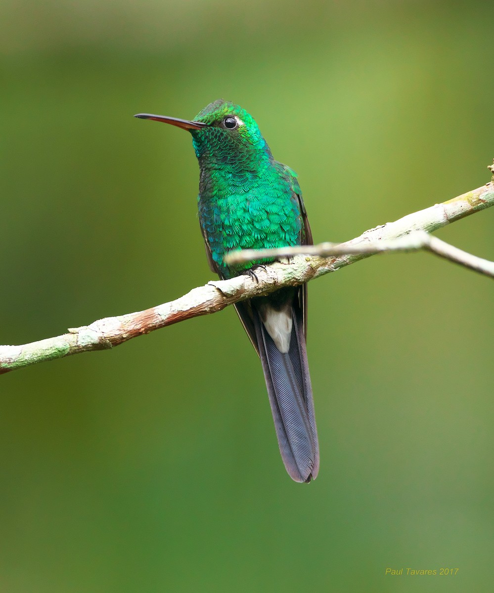 Cuban Emerald - ML51966761