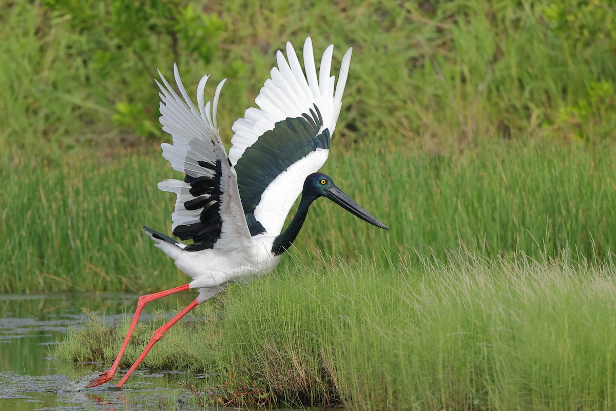 Black-necked Stork - Tony Ashton