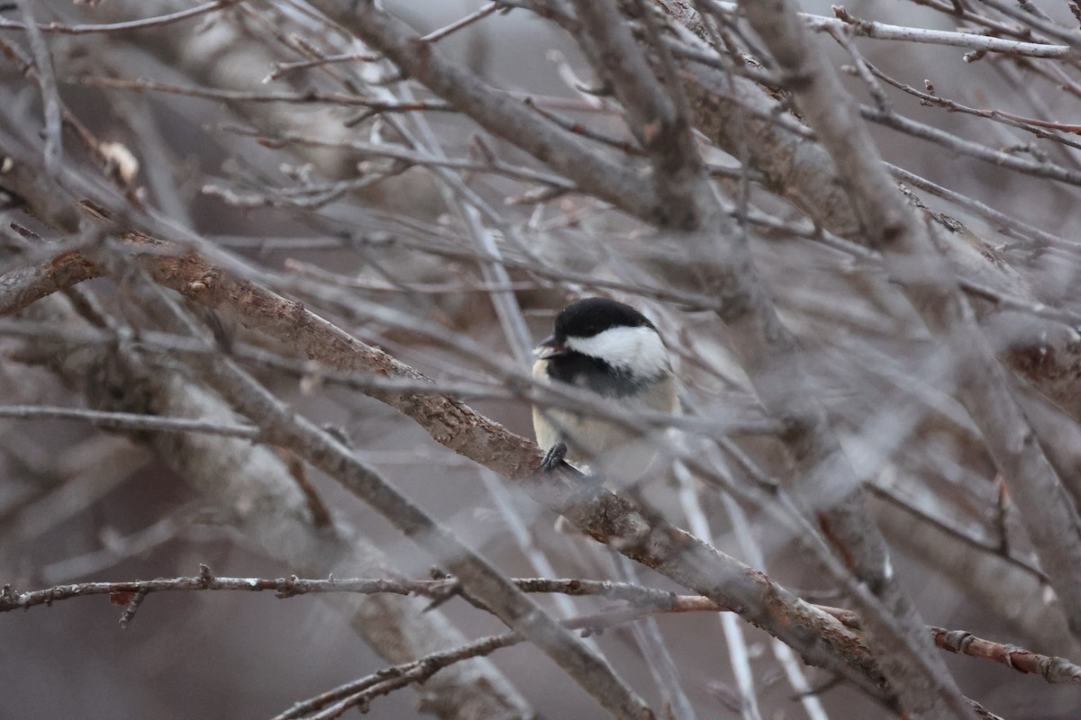 Black-capped Chickadee - David Cunningham