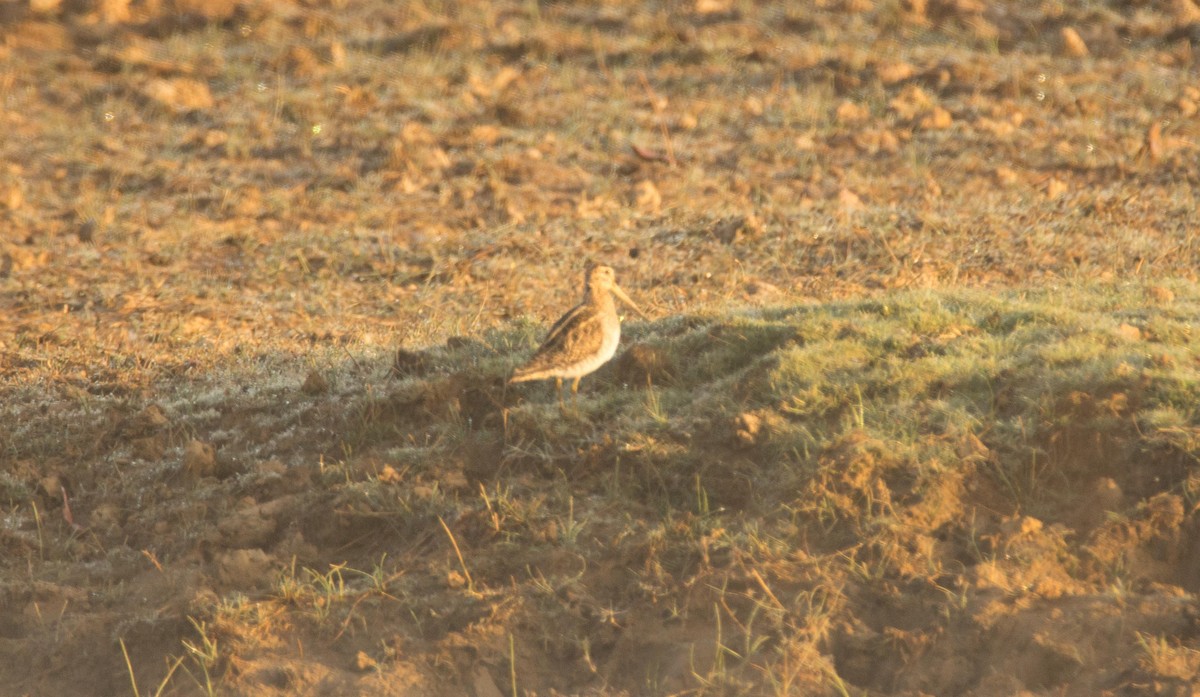 Common Snipe - ML51966821