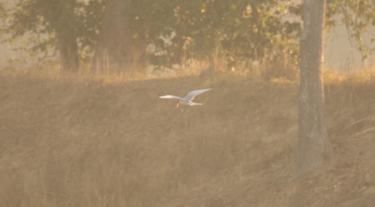 River Tern - ML51966831