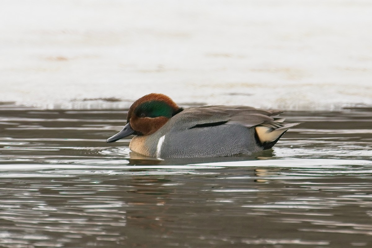 Green-winged Teal - Normand Laplante