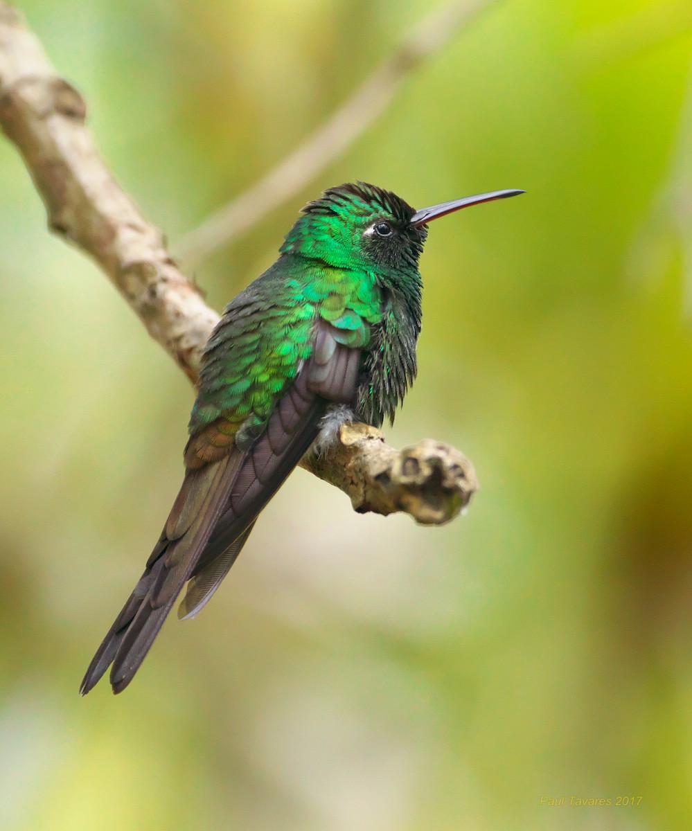 Cuban Emerald - ML51966861