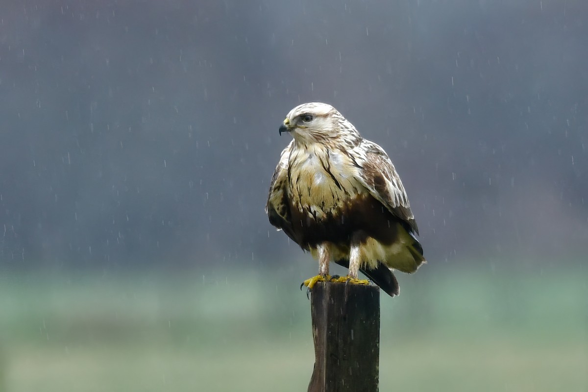 Rough-legged Hawk - ML519668791