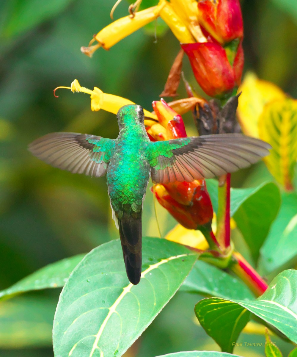 Cuban Emerald - ML51966881